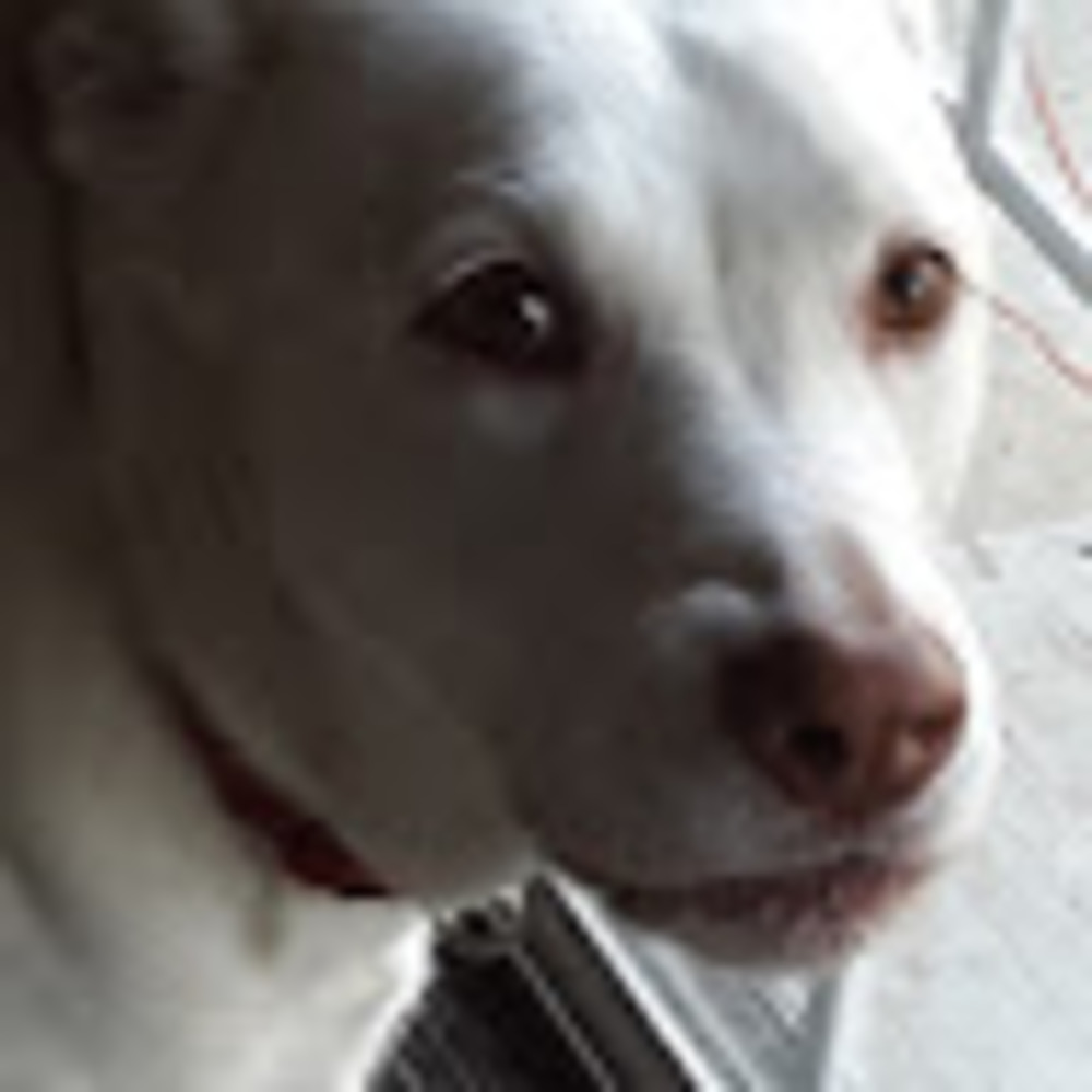 Meet your Posher, Dorothy